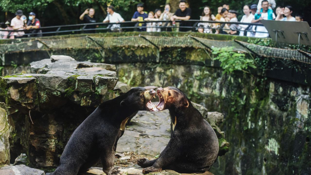 Two sun bears interact in their enclosure at Hangzhou Zoo in China. Picture: AFP