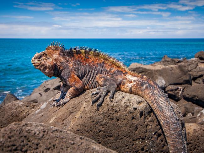 A beautiful marine iguana is standing still on the rocks enjoying the sun bath at San Cristobal in the Galapagos Islands Ecuador.