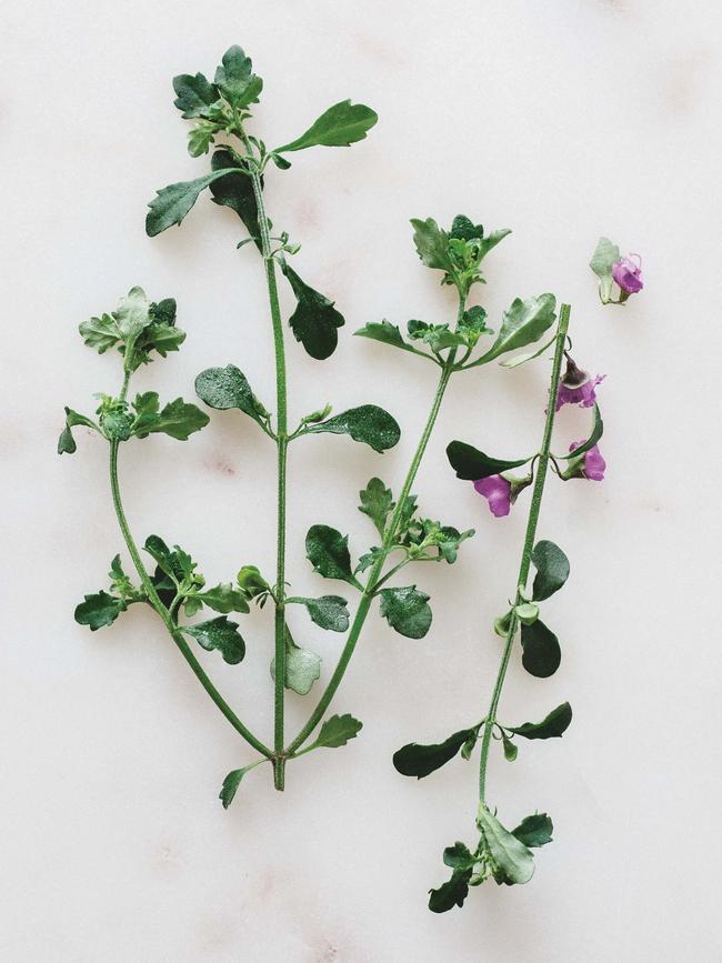 Native thyme, from <i>Warndu Mai</i>, by Damien Coulthard and Rebecca Sullivan. Picture: Luisa Brimble