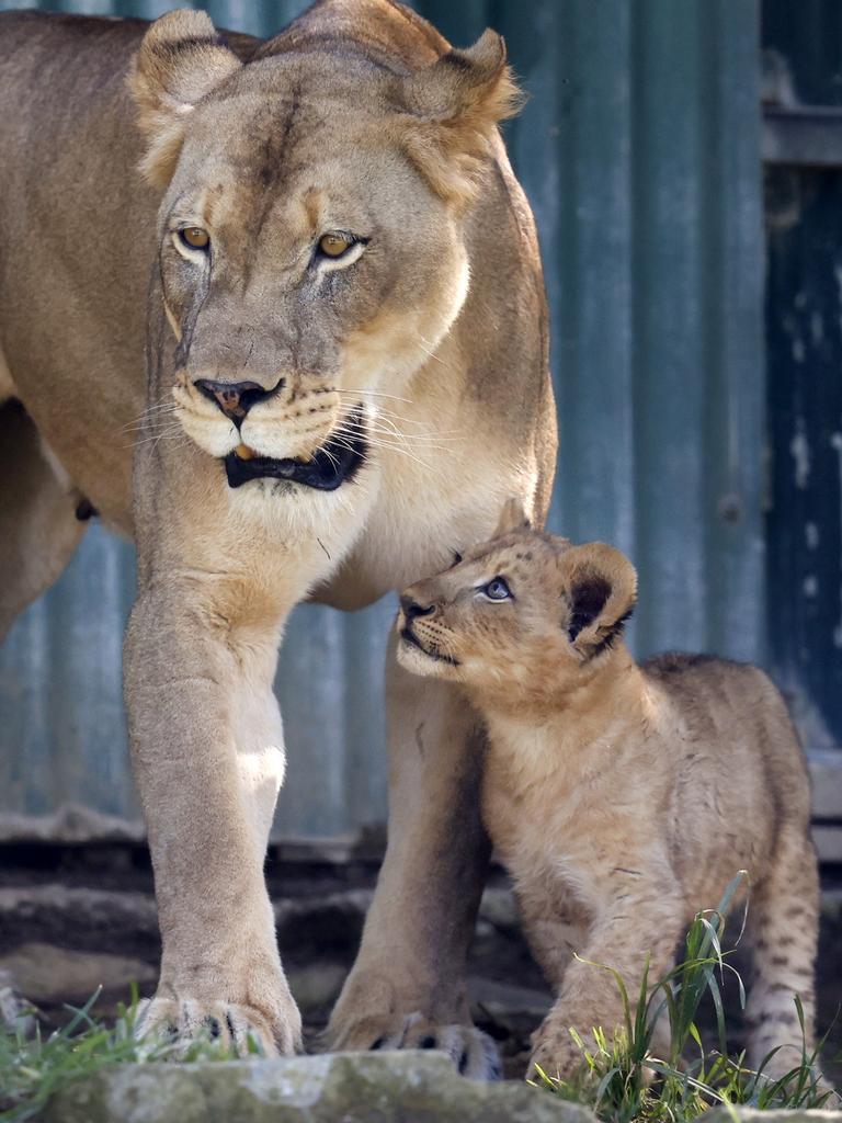 Mum Evelyn with one of her charges. Picture: Richard Dobson