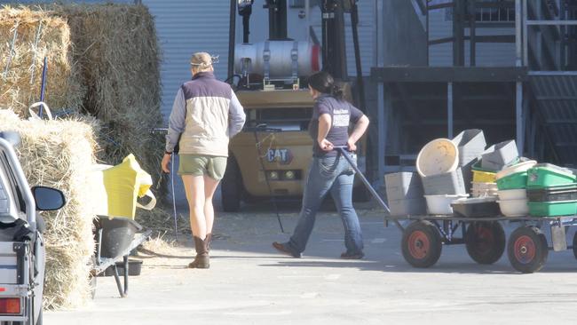 People are already on the Ekka grounds with their cattle. Photo: Steve Pohlner