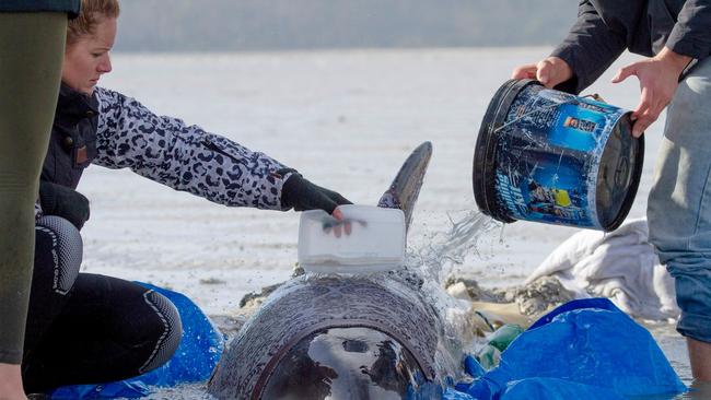 Rescuers pouring water on the stranded dolphin to help keep him cool – a vital part of keeping him safe.