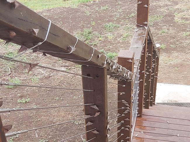 Murgon has been hit hard by the moth explosion, which is likely a result of the drought breaking. Photo: Tanya Hitchcock-Sawangsri.