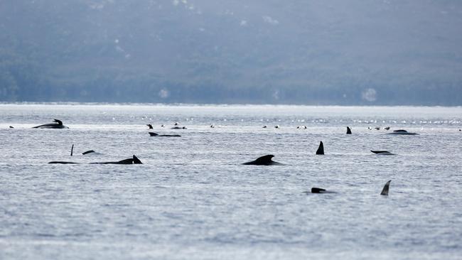 There is not much life left among the pilot whales stranded on a sandbar in Macquarie Harbour at Strahan. Day four. Thursday, September 24, 2020. Picture: PATRICK GEE