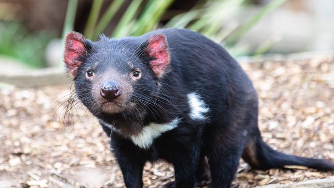 Tasmanian Devil at Bonorong Wildlife Sanctuary Picture: Linda Higginson