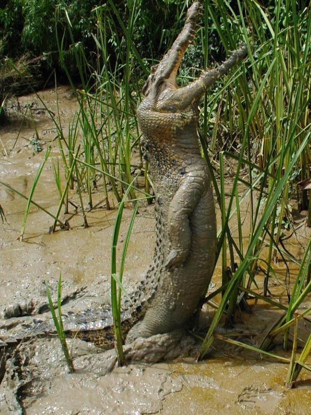 Steve Timmons took this photo of the standing croc on the Adelaide river in 2001 or 2002.