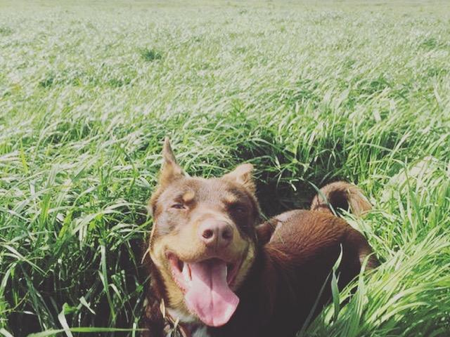 The Weekly Times Day of Dogs 2018 #dayofdogs18 Ann-Kathrin Jenner from Pakenham sent in these pictures of Romeo, the Australian Kelpie.