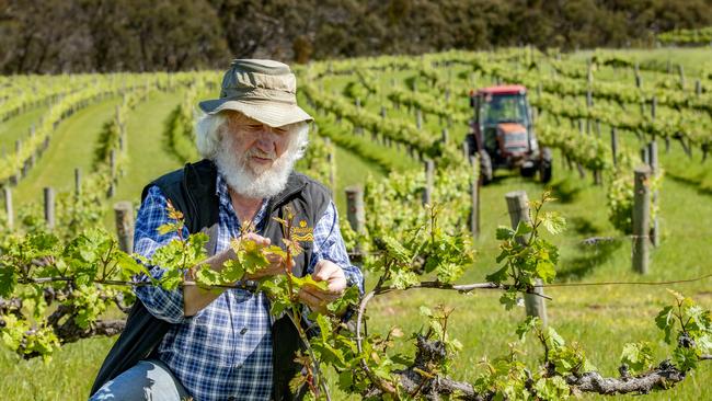 Dave Palmer inspects the grapes at Skillogalee. Picture: John Bowden