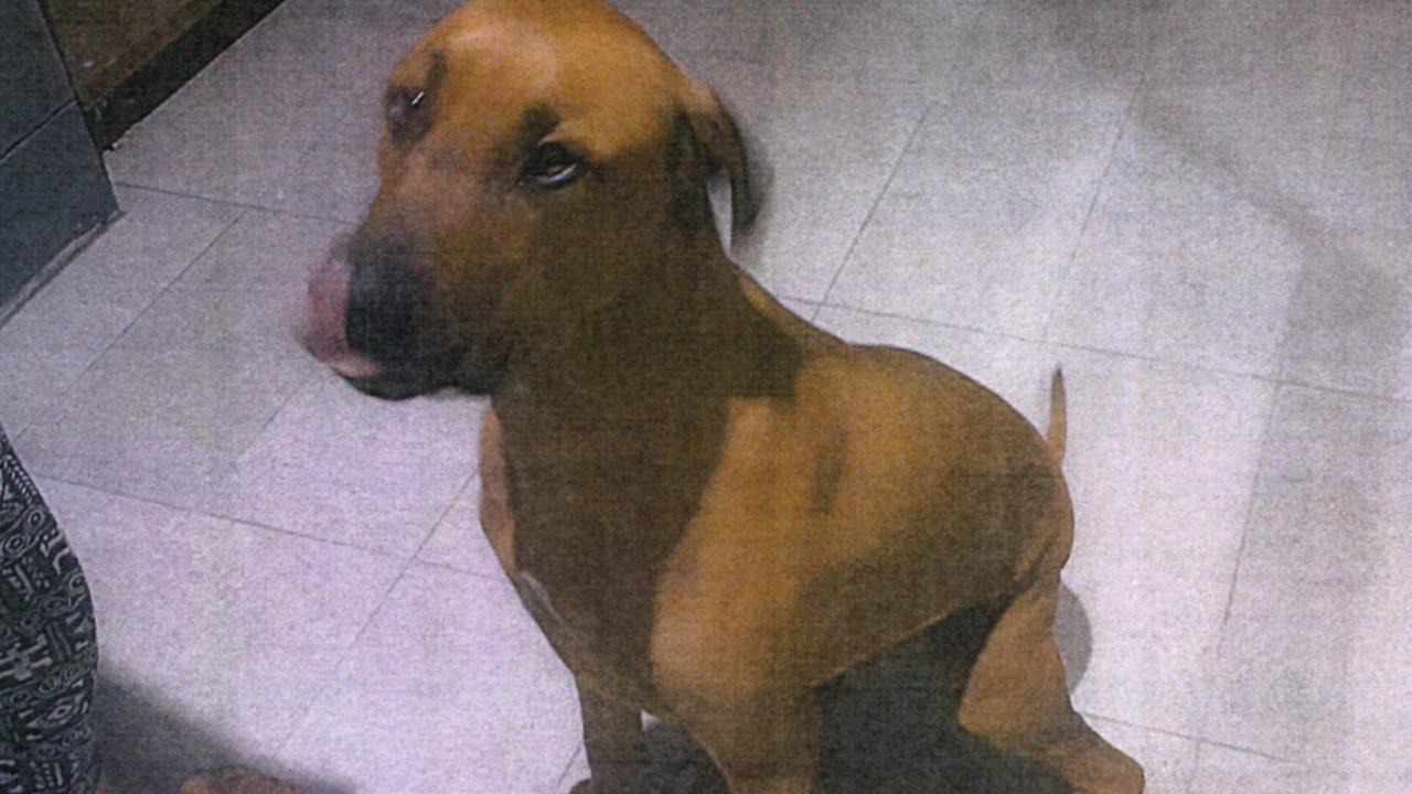 is a ridgeback a dangerous dog