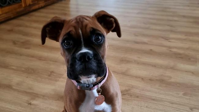 Shontelle Harvey and partner Chris McLaughlin’s boxer puppy Nala has been named Warwick's cutest dog for 2021. Picture: contributed