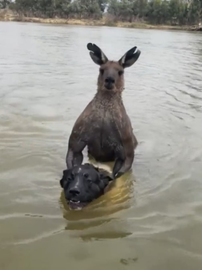 A man filmed the moment he saved his dog from a kangaroo. Picture: Tik Tok