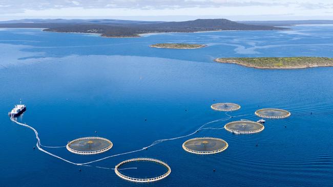 Clean Seas’ kingfish aquaculture operation in South Australia is set for expansion as it attracts European investors.