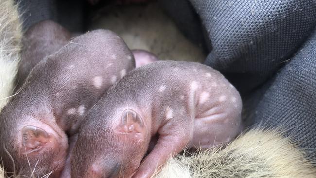 Spotted-tail quoll young in a pouch. Picture: David Hamilton