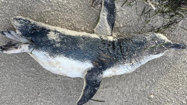 A dead penguin found at West Beach, SA. Picture: Alan Young / Facebook