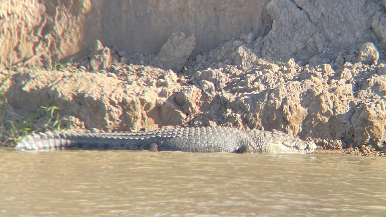 A problem crocodile has been targeted for removal from the Fitzroy River at Pink Lily.