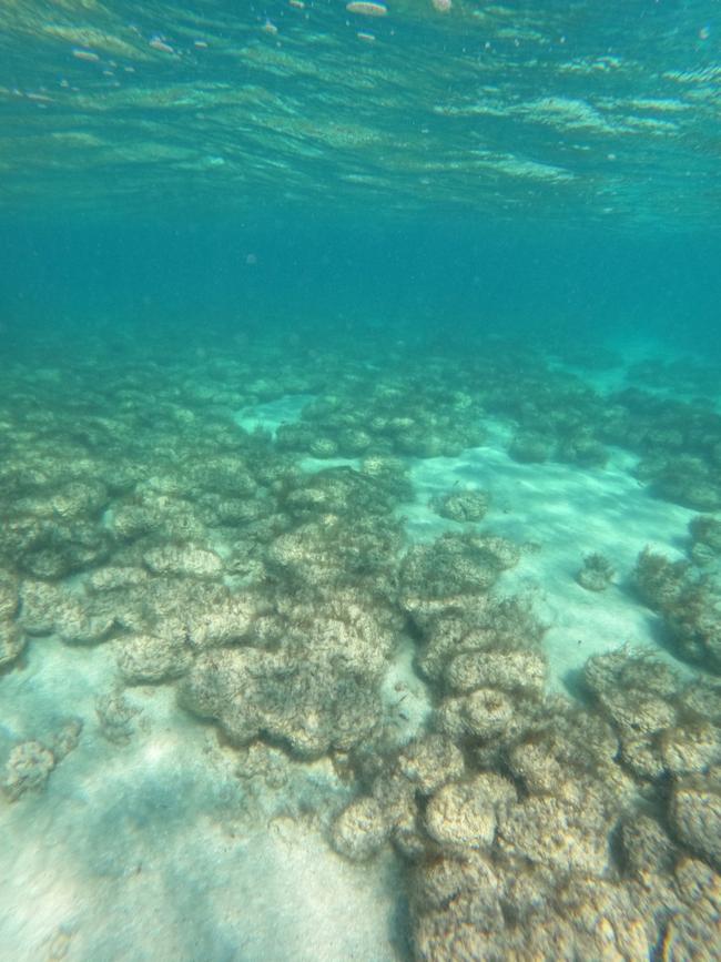 Further out to sea the stromatolites become smaller and flatter, forming mosaic-like patterns on the sea floor.