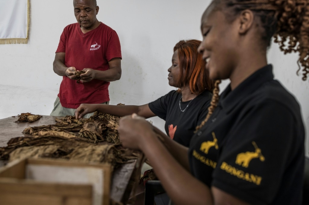 In Mozambique, cigars 100% made in Africa