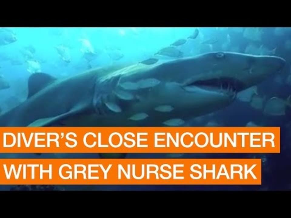 Diver's Close Encounter With Grey Nurse Shark  Package  