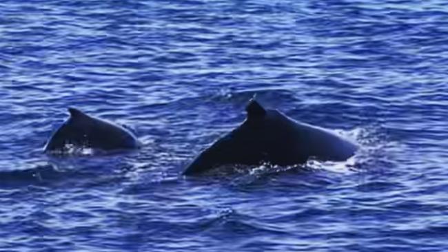 Synchronised swimming Whitsundays style. Photo: Janessa Ekert