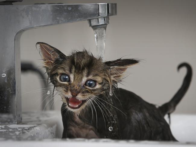 Sansa, the three week old rescue kitten has become an internet sensation after her foster carer Amber Nadinic posted a video of Sansa having a bath after a "poop explosion". Picture: David Caird