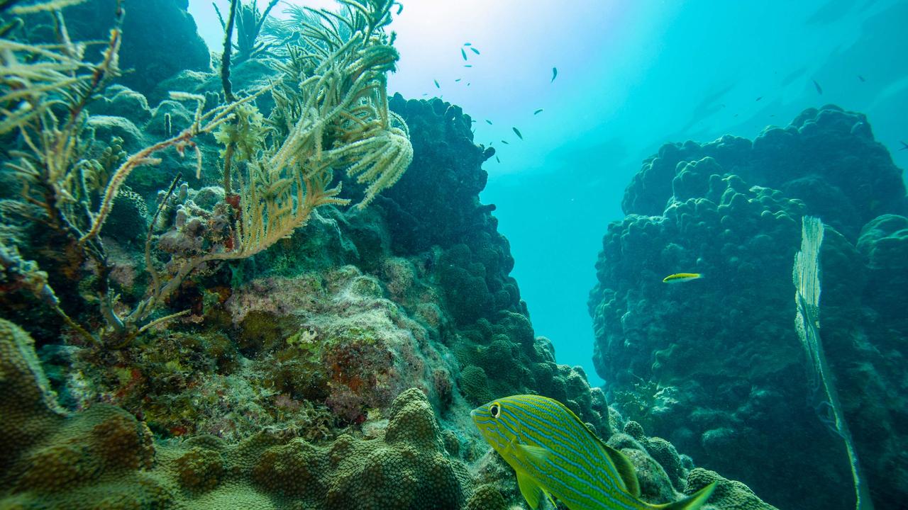 A Bluestriped Grunt fish swims around a coral reef in Key West, Florida. Picture: Joseph Prezioso / AFP