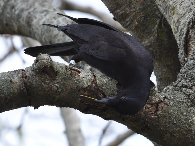 New Caledonian crows are known for their ability to craft tools. Picture: James St Clair