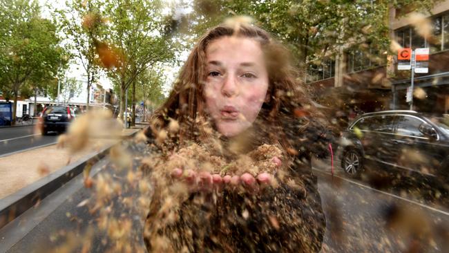 The leaf hairs from the plane trees are to blame for our suffering. Picture: Jay Town