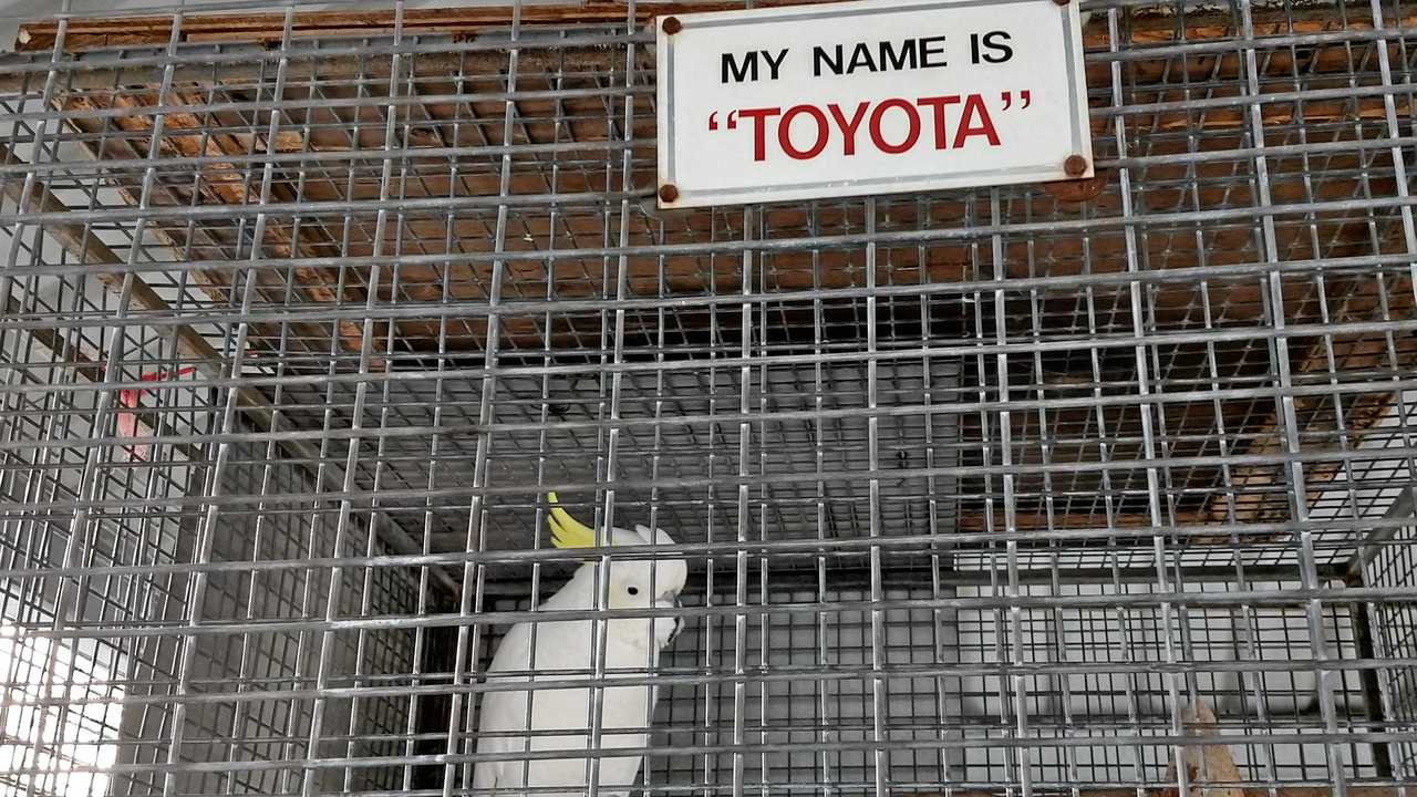 Toyota in his cage.