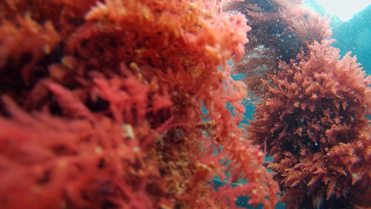 Asparagopsis seaweed is being trialled to see if it can cut cattle methane emissions.