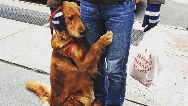 New York Celebrity Golden Retriever, Louboutina, Loves To Give 