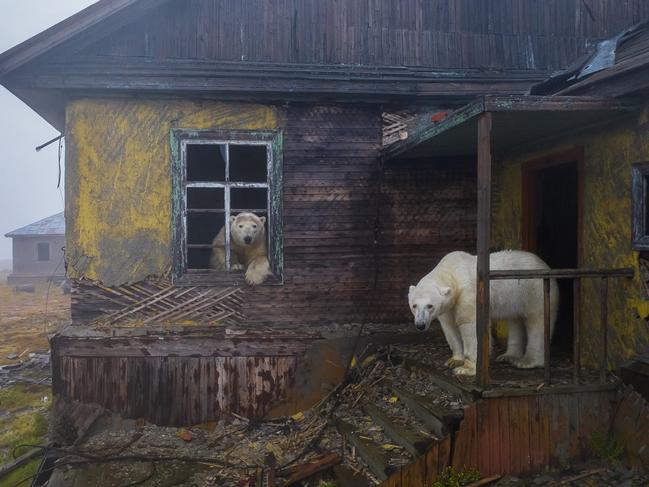 House of bears by Dmitry Kokh, Russia Winner, Urban Wildlife Dmitry Kokh presents this haunting scene of polar bears shrouded in fog at the long-deserted settlement on Kolyuchin.