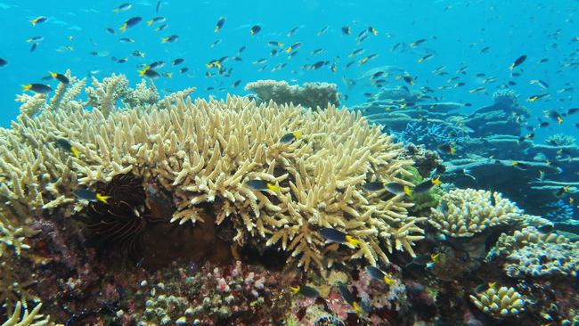 A large staghorn coral grows on Moore Reef in the Great Barrier Reef Marine Park. Picture: Brendan Radke