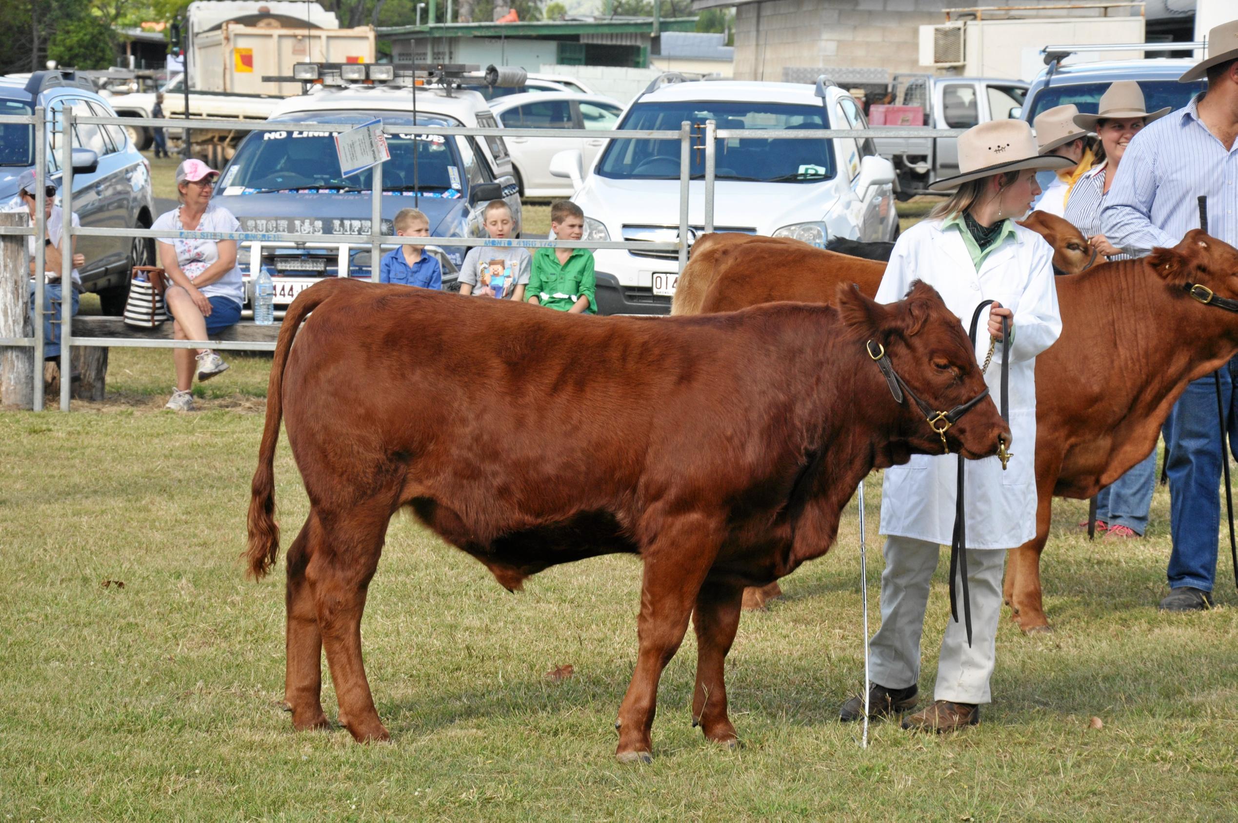 Cattle Club at Monto Show | The Courier Mail