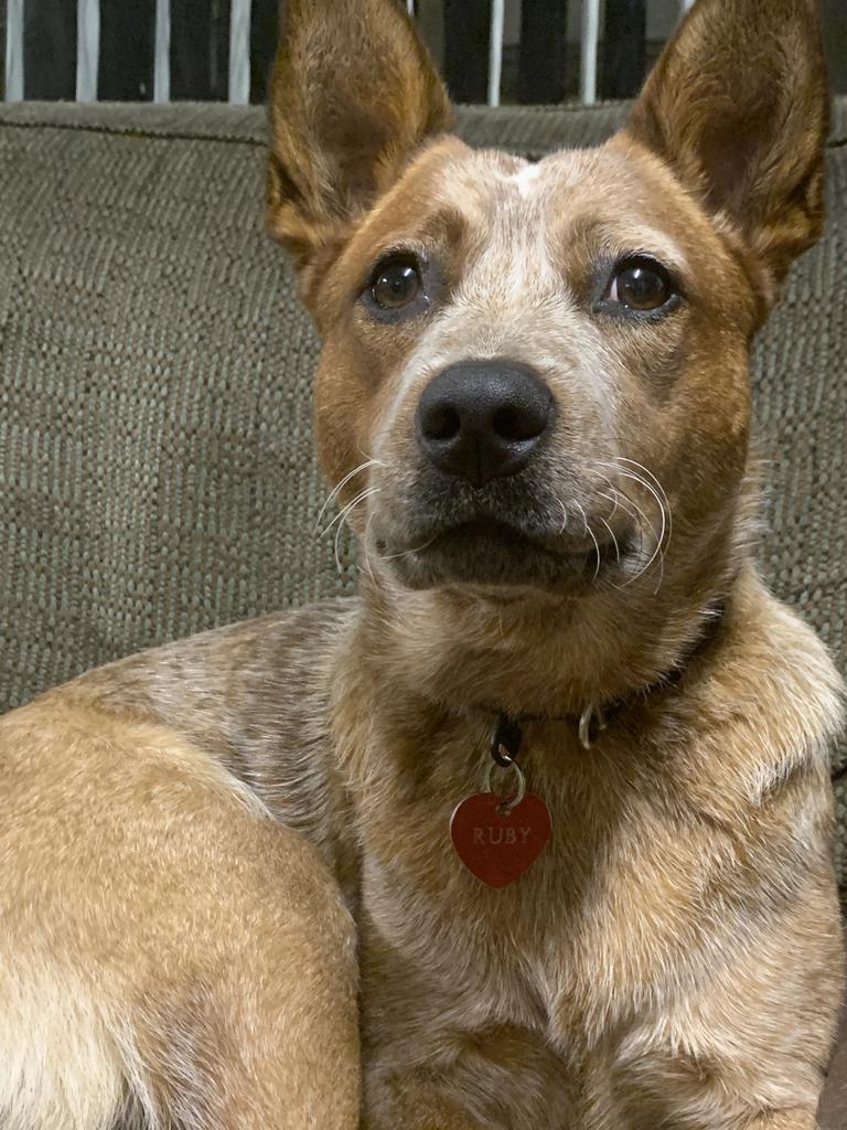 Ruby the 11-month-old red heeler, submitted by Leonie Corda from Kendall