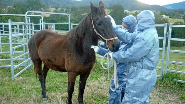 Biosecurity officers test a horse for the Hendra virus.