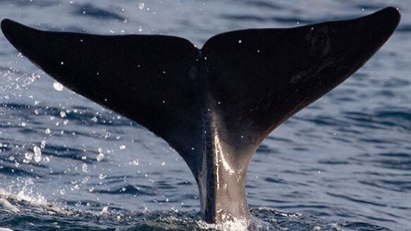 It is rare to see the creatures so far north. Picture: Go Whale Watching