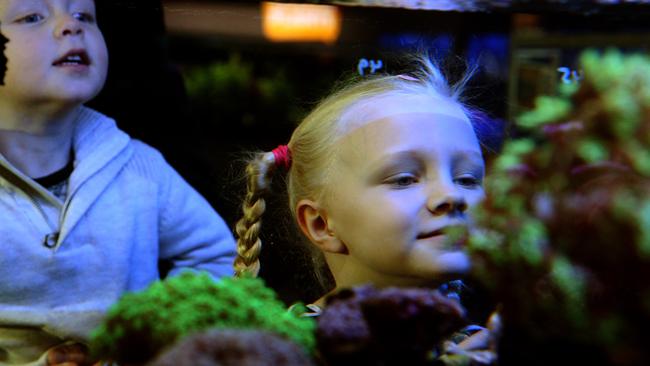 Hunter and Charlotte watch blue tang at Kellyville Pets.