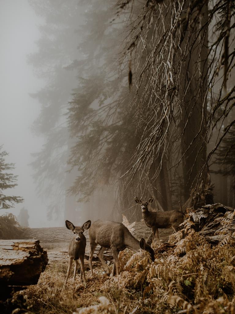 Image Name: An unexpected meeting Photographer Name: Justyna Zduńczyk Year: 2018 Image Description: I was about to leave the Sequoia National Park when from the corner of my eye I saw a beautiful clearing bathed in a fog. Without thinking too much, I ran with the camera to take some pictures. When I reached the clearing, I heard the crack of broken twigs and I can’t say, that I was not afraid since Sequoia National Park is a home for black bears and people are warned about it at every step. When I turned around, fortunately there was not any bear, instead I saw a curious mule deer walking towards me who cheerfully chewed his supper. Soon after other deers joined him and we just stood there together for a while and watched each other. It was one of the most beautiful moments during my trip thru California. Copyright: Justyna Zdunczyk, Poland, Winner, Open Wildlife and Winner, Poland National Award. Picture: Sony World Photography Awards/ Justyna Zdunczyk