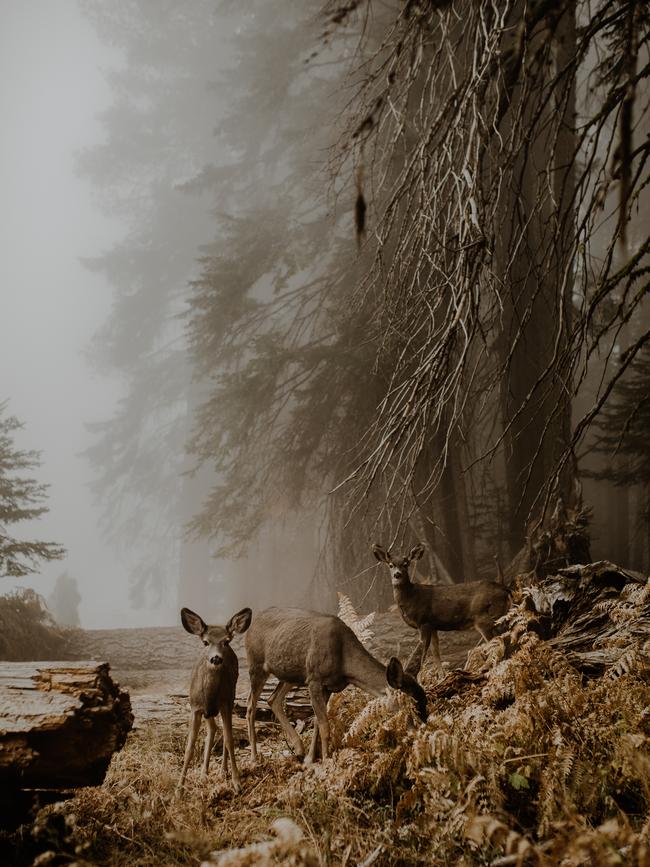 Image Name: An unexpected meeting Photographer Name: Justyna Zduńczyk Year: 2018 Image Description: I was about to leave the Sequoia National Park when from the corner of my eye I saw a beautiful clearing bathed in a fog. Without thinking too much, I ran with the camera to take some pictures. When I reached the clearing, I heard the crack of broken twigs and I can’t say, that I was not afraid since Sequoia National Park is a home for black bears and people are warned about it at every step. When I turned around, fortunately there was not any bear, instead I saw a curious mule deer walking towards me who cheerfully chewed his supper. Soon after other deers joined him and we just stood there together for a while and watched each other. It was one of the most beautiful moments during my trip thru California. Copyright: Justyna Zdunczyk, Poland, Winner, Open Wildlife and Winner, Poland National Award. Picture: Sony World Photography Awards/ Justyna Zdunczyk