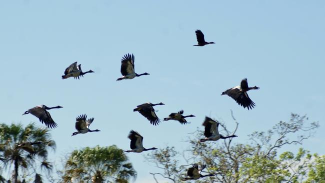 Magpie geese numbers are down, but there’s a perfectly good reason for it. Picture: Contributed