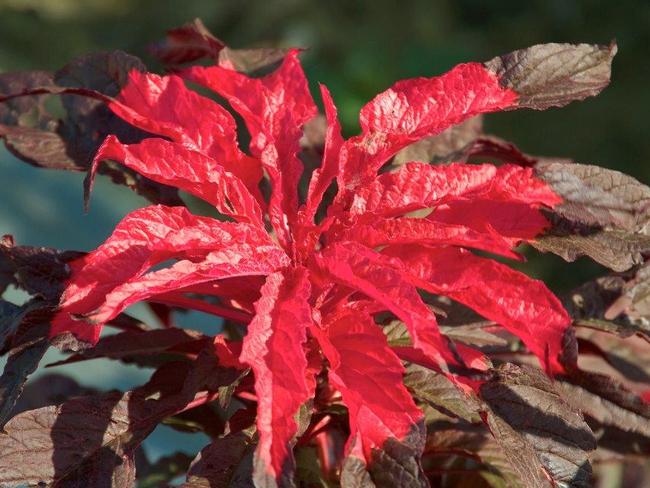 Amaranth. Photo courtesy of The Crawford Fund.