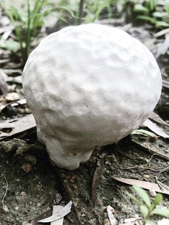 The golf-ball puffball is a purple-spored puffball, and is very common on lawns. Photo: Bel Rose