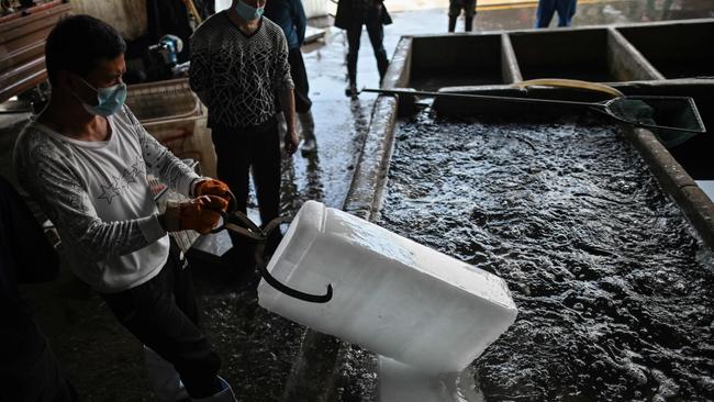 A worker wearing a face mask as he throws ice into a pool with fish at a shop at the Baishazhou Market in Wuhan. Photo by Hector Retmal