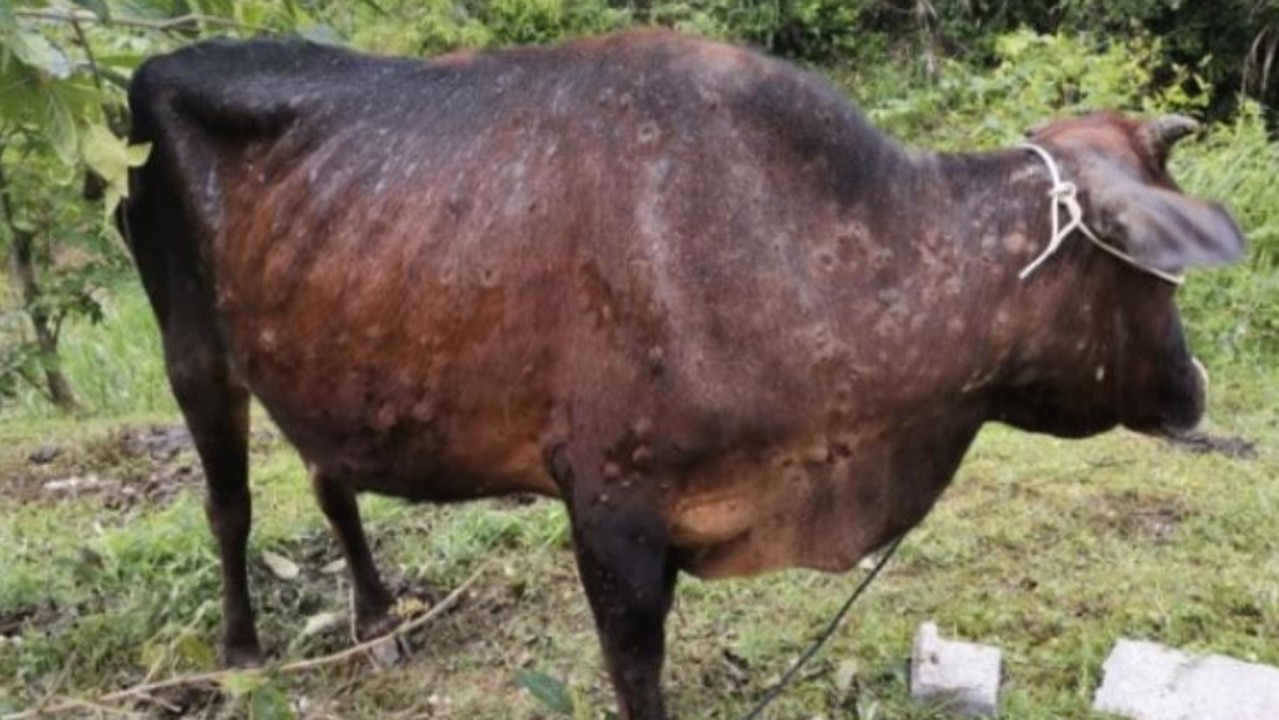 Lumpy Skin Disease The Viral Disease Locking Aussie Beef Out Of   8318f26fea63f7077c20fe4c10d08992