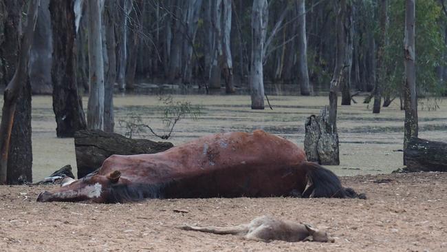 One of 20 flood-stranded brumbies that died or starvation, alongside a grey kangaroo. Picture: Dean Marsland.