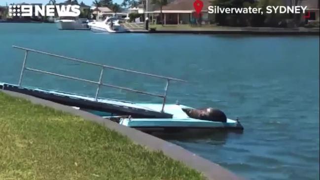 Resident discovers seal sunbaking on jetty metres from her backyard