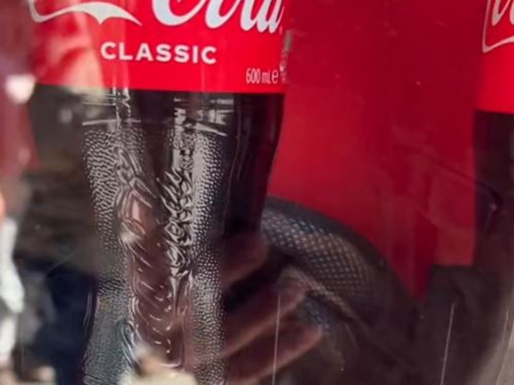 The snake could be seen coiled up behind drinks. Picture: Tiktok