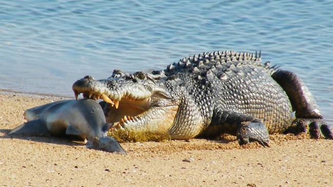 A crocodile eats a bull shark after stealing it from a fisherman further down the beach at the Cobourg Peninsula. Picture: Anne Hurt