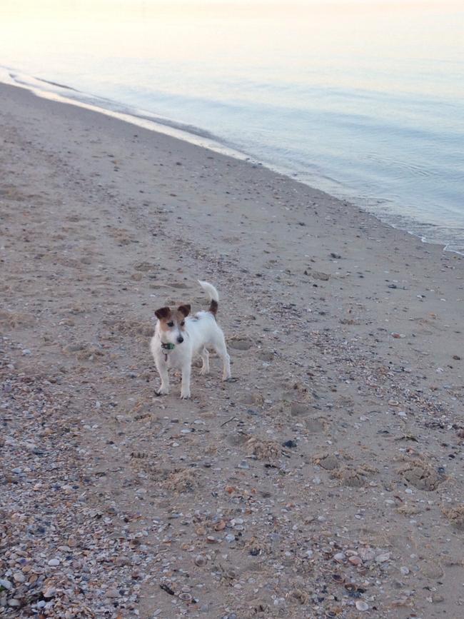 The Weekly Times Day of Dogs 2018 #dayofdogs18 Amy Smith in Middle Park sent in a picture of Basil the Jack Russell going for a walk down at the beach.