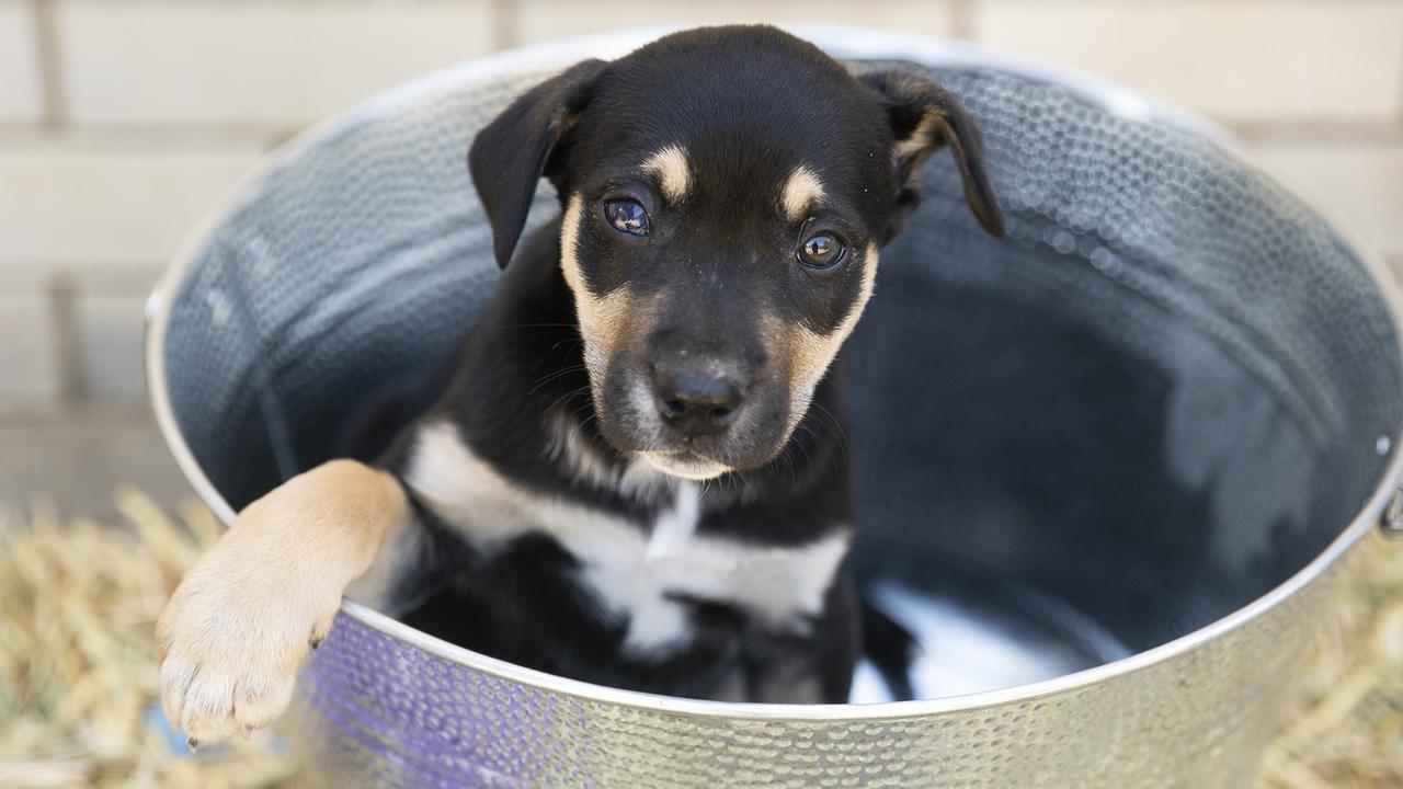 Staffy x hot sale kelpie puppy